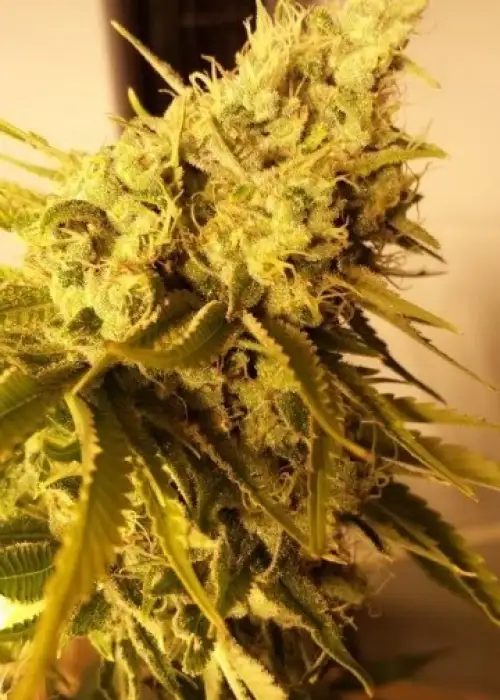 Lemon N Lime Jones by Connoisseur Genetics, Photoperiod cannabis strain