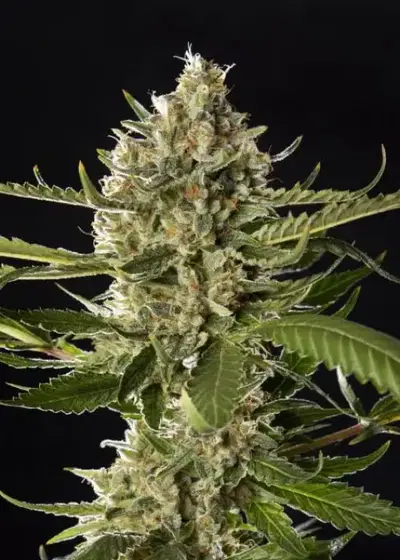 Lemon OG Candy by Philosopher Seeds, Photoperiod cannabis strain
