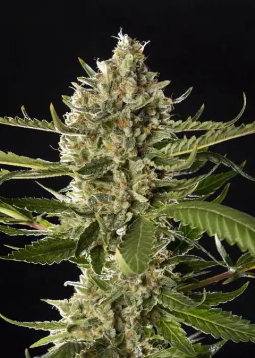 Lemon OG Candy by Philosopher Seeds, Photoperiod cannabis strain