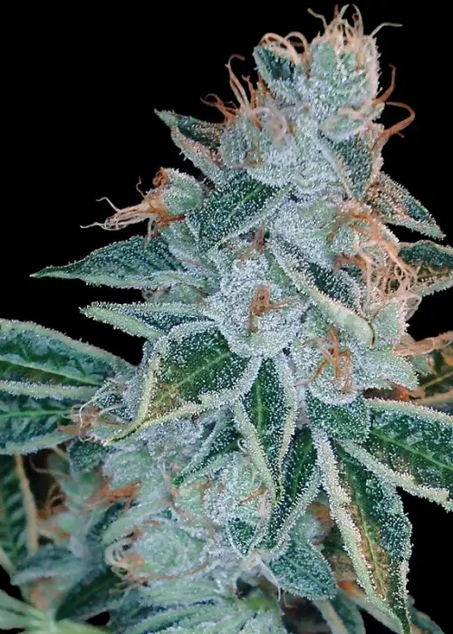 Lemon OG Kush by DNA Genetics, Photoperiod cannabis strain