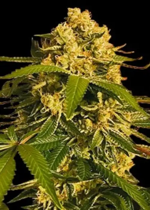 Lemon OG by Moxie 710, Photoperiod cannabis strain