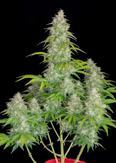 Lemon Pie Auto by Green Bud Seeds, Autoflower cannabis strain