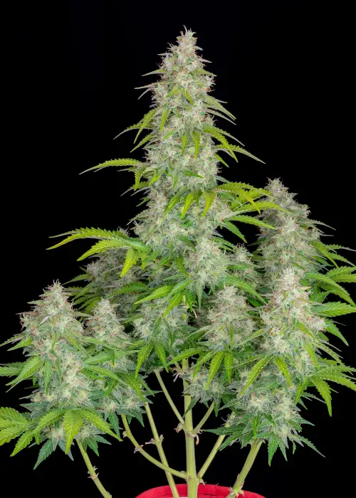 Lemon Pie Auto by Green Bud Seeds, Autoflower cannabis strain