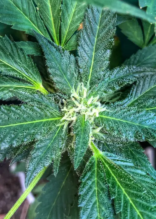 Lemon Pie F3 by Eureka Seed Org, Photoperiod cannabis strain