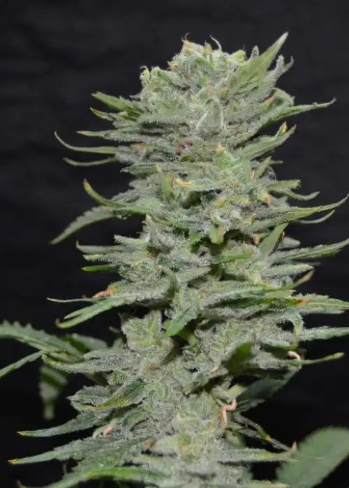 Lemon Pie by Green Bud Seeds, Photoperiod cannabis strain