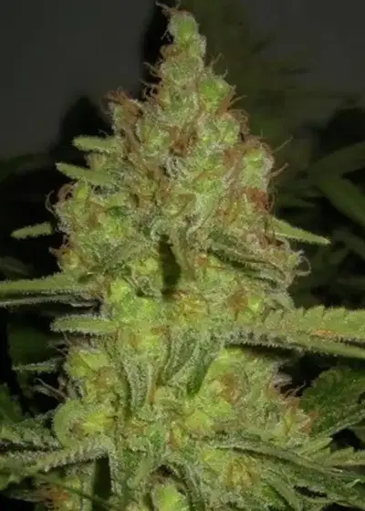 Lemon Pineapple by 710 Genetics, Photoperiod cannabis strain