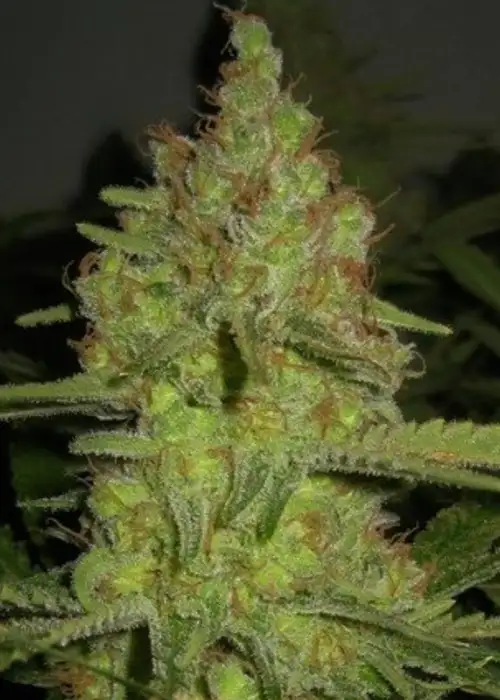 Lemon Pineapple by 710 Genetics, Photoperiod cannabis strain