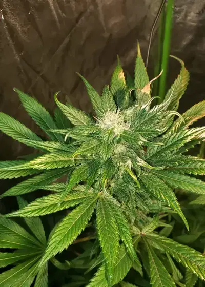 Lemon Poison by The Bank Genetics, Photoperiod cannabis strain