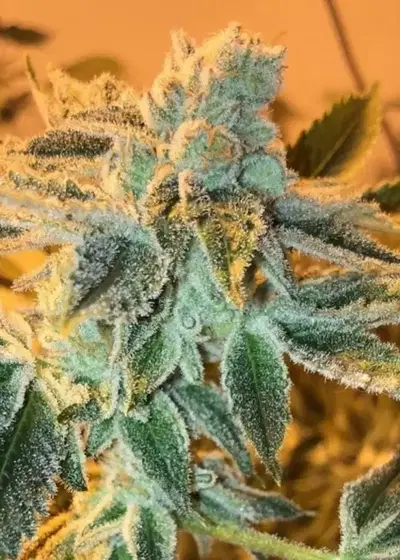 Lemon Sherbert by Pheno Finder Seeds, Photoperiod cannabis strain