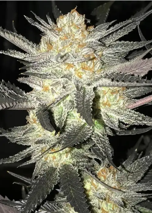 Lemon Shortbread by SinCity Seeds, Photoperiod cannabis strain