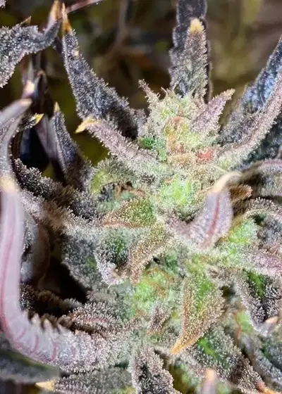 Lemon Skunk Tangie cannabis strain