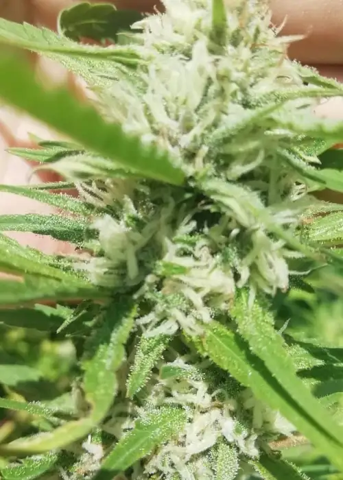 Lemon Skunk by STRNG Seeds, Autoflower cannabis strain