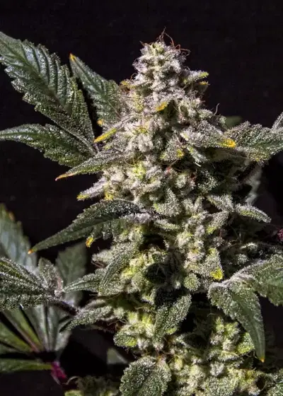 Lemon Snow Cone by Elev8 Seeds, Photoperiod cannabis strain