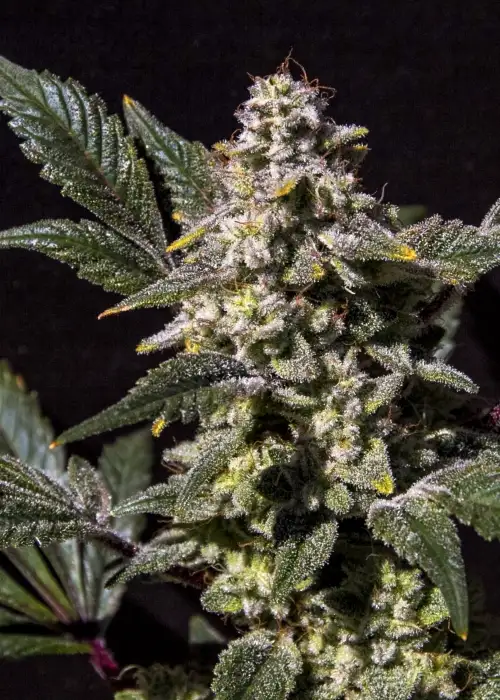 Lemon Snow Cone by Elev8 Seeds, Photoperiod cannabis strain