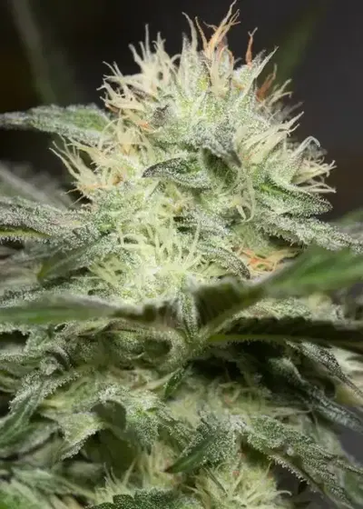 Lemon Sorbet by Silent Seeds, Photoperiod cannabis strain