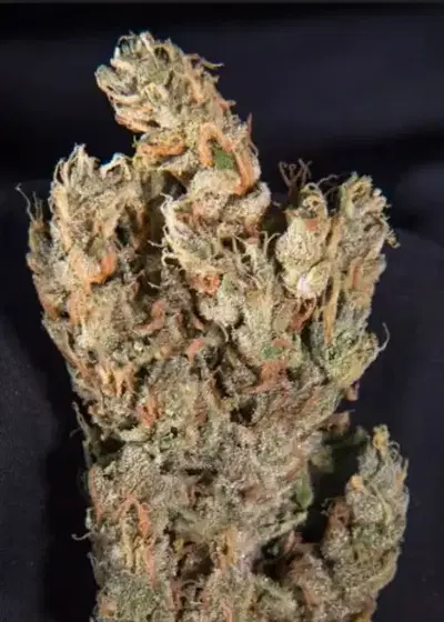 Lemon Sputnik Auto by KC Brains, Autoflower cannabis strain