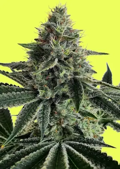 Lemon Storm by Pure Instinto, Photoperiod cannabis strain