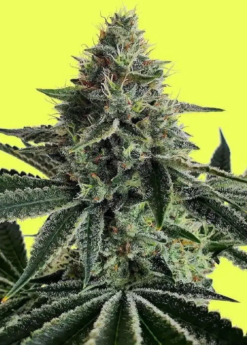 Lemon Storm by Pure Instinto, Photoperiod cannabis strain