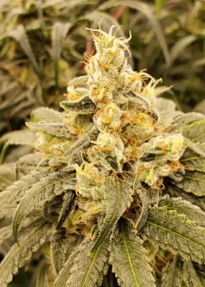 Lemon Sunrise by Irie Genetics, Photoperiod cannabis strain