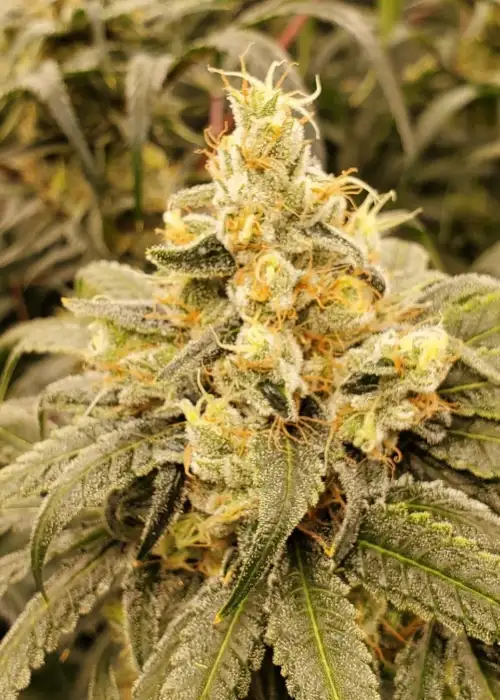 Lemon Sunrise by Irie Genetics, Photoperiod cannabis strain