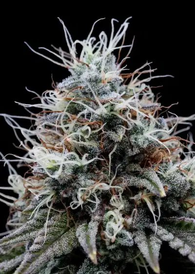 Lemon T S1 by The High Chameleon, Photoperiod cannabis strain