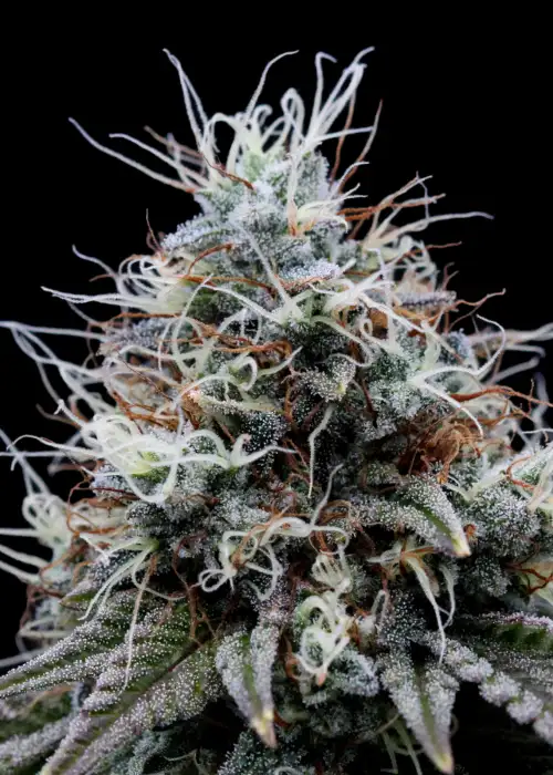 Lemon T S1 by The High Chameleon, Photoperiod cannabis strain
