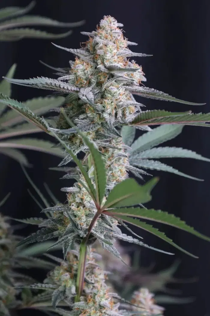Lemon Tree Auto by Fast Buds, Autoflower cannabis strain