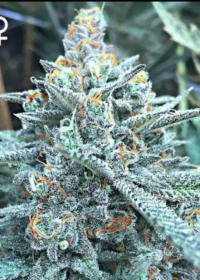 Lemon Tree Punch by Greenpoint Seeds, Photoperiod cannabis strain
