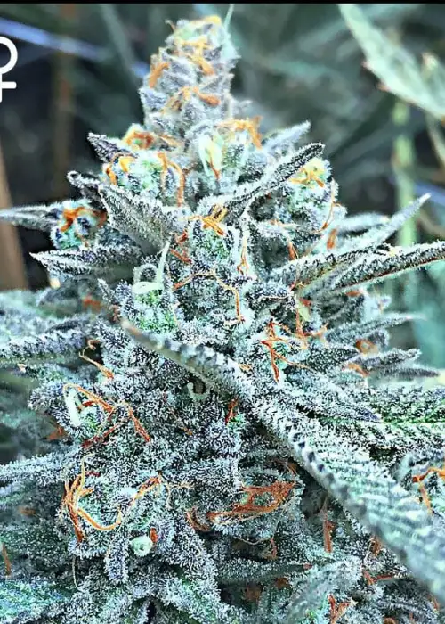 Lemon Tree Punch by Greenpoint Seeds, Photoperiod cannabis strain