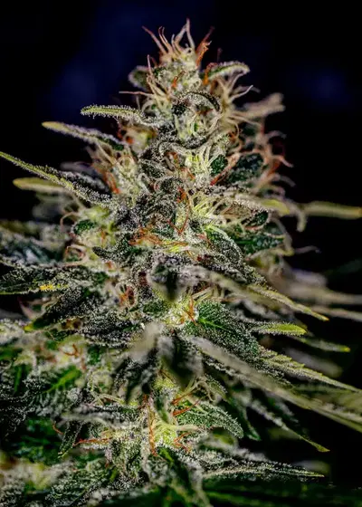 Lemon Trip by Positronics Seeds, Photoperiod cannabis strain