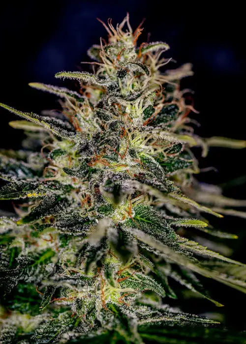 Lemon Trip by Positronics Seeds, Photoperiod cannabis strain