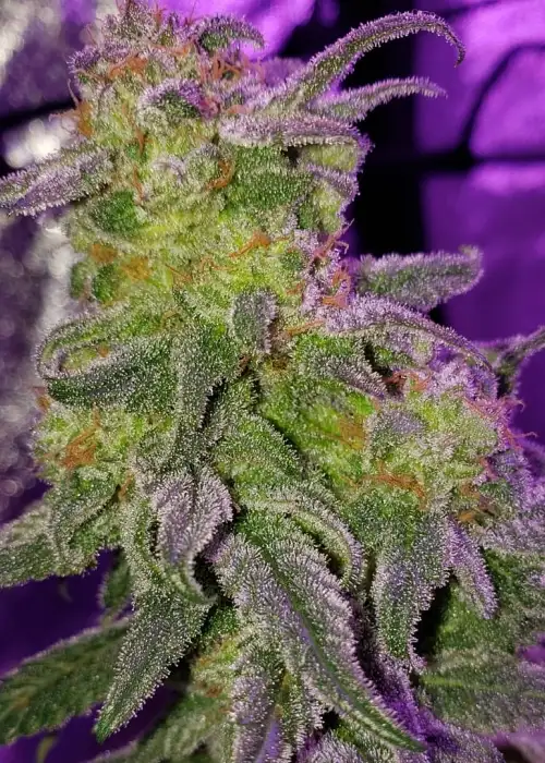 Lemon Venom by Cream of the Crop Seeds, Photoperiod cannabis strain
