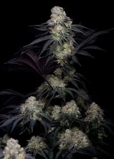 Lemon Whipped Cream by Art Genetix, Photoperiod cannabis strain