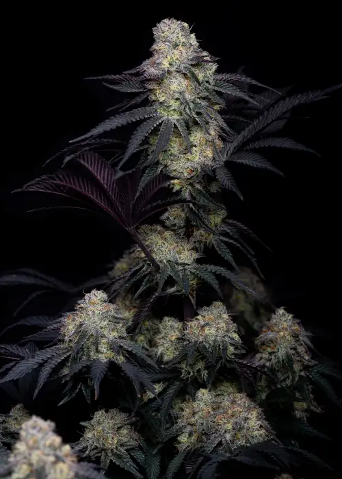 Lemon Whipped Cream by Art Genetix, Photoperiod cannabis strain