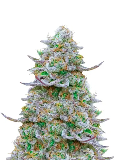 Lemon Zkittlez Auto by Dutch Genetics, Autoflower cannabis strain