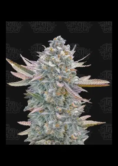 Lemon Zushi by Terp Treez Co., Photoperiod cannabis strain