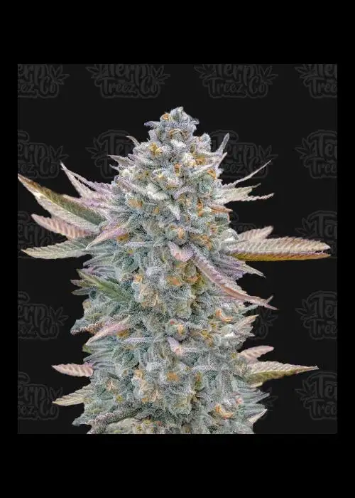 Lemon Zushi by Terp Treez Co., Photoperiod cannabis strain