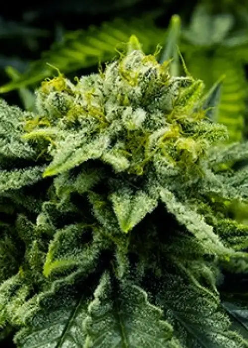 Lemonade Haze by Moxie 710, Photoperiod cannabis strain