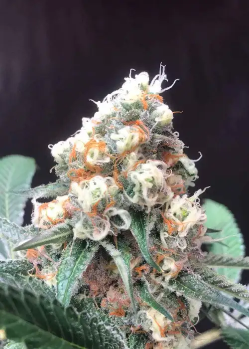 Lemonade Krush by IZI Seeds, Photoperiod cannabis strain