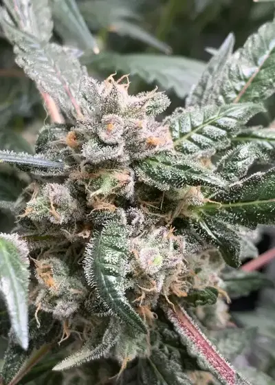 Lemonchello by CopyCat Genetics, Photoperiod cannabis strain