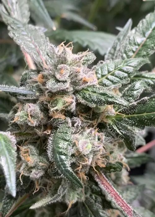 Lemonchello by CopyCat Genetics, Photoperiod cannabis strain
