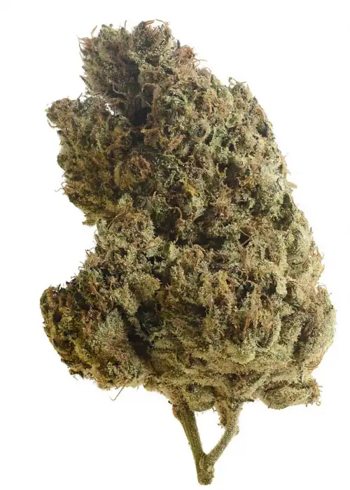 Lemongrass by Amsterdam Genetics, Photoperiod cannabis strain