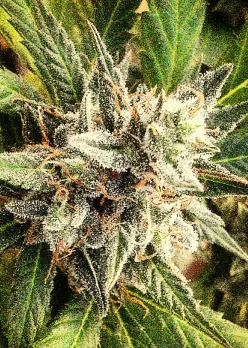 Lemonheads by 710 Genetics, Photoperiod cannabis strain