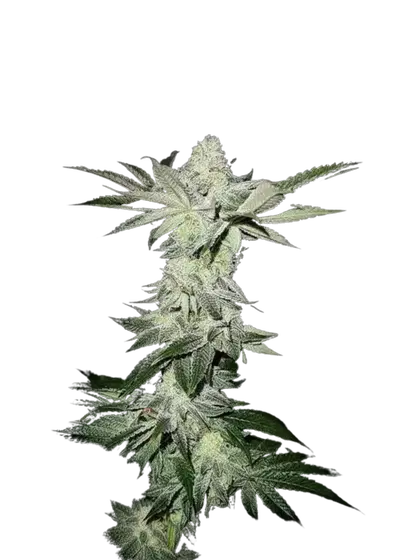 Lemons by UKHTA Genetics, Photoperiod cannabis strain