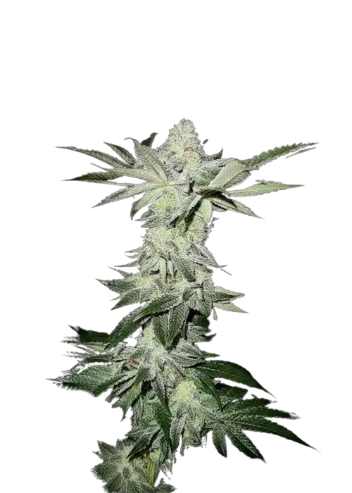 Lemons by UKHTA Genetics, Photoperiod cannabis strain