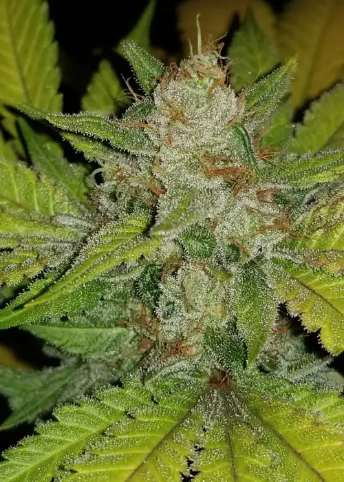 Lemonwheel by The Bank Genetics, Photoperiod cannabis strain