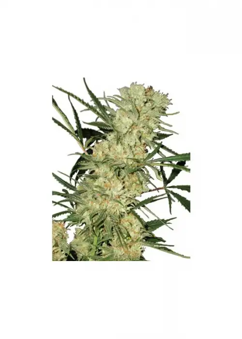 Leshaze by Cannabiogen Seeds, Photoperiod cannabis strain