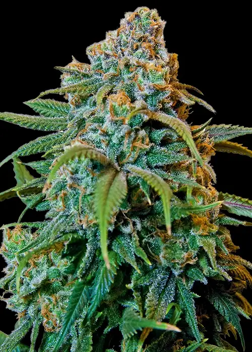 Liberty Haze by Barney's Farm, Photoperiod cannabis strain