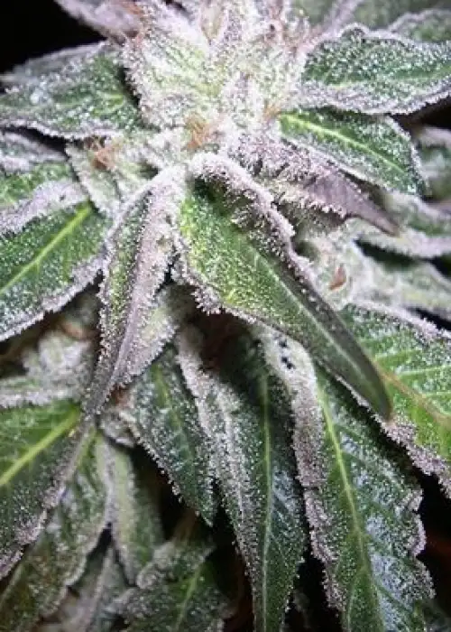 LifeSaver by B.O.G. Seeds, Photoperiod cannabis strain