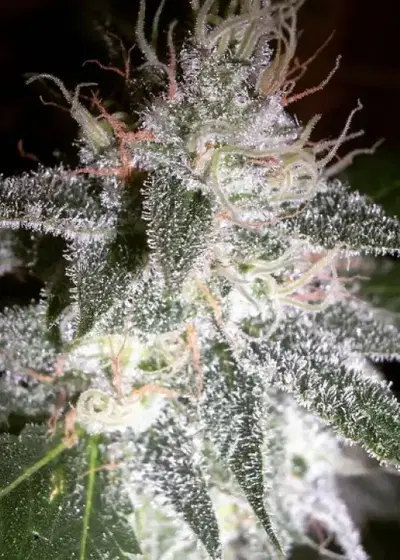 Lifestar by B.O.G. Seeds, Photoperiod cannabis strain